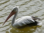 Pelican.JPG (214 KB)